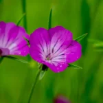 Xomegle: The Ultimate Guide to the Modern Chat Platform Connecting the World